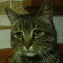 dissapointacat Discord Emoji