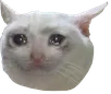 cryingcat cryingcat