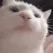 ACOSP_cattobop ACOSP_cattobop