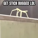 stickbug