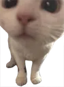 ZcatYo
