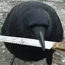 CrowofDeath