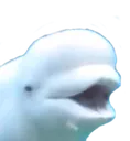 belugapog