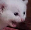 catcry catcry