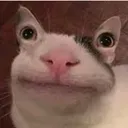 IM_catto IM_catto