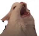 AAAAA