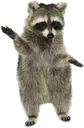raccoon