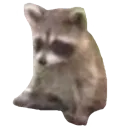 raccoon1 raccoon1