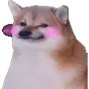 blushingdoge