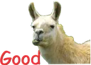 noobllama