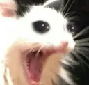 catscrem