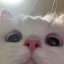 Cat_Peek