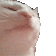 groovecat