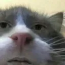 CatBruh
