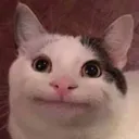 CatPolite