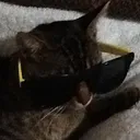 jimmyscat1 Discord Emoji