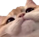 umiruschonkycat