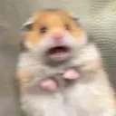 ScaredHamster