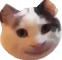 CatPolite