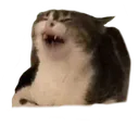 CatEww CatEww
