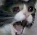 cat_cry cat_cry