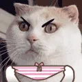 panties