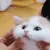 catCuddle4 catCuddle4