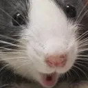 ratpog
