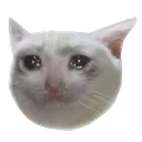 sadcat Discord Emoji