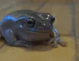 frog_look