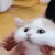 Catastrophe_CatCuddle