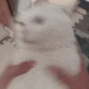 catshake catshake