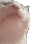 catjam