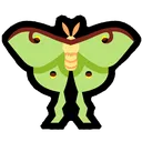 moth