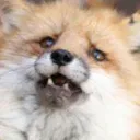 Fox What Discord Emoji