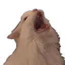 CattoRee CattoRee