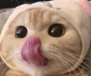 sc_cat_uwu