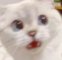 startledcat