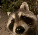 Raccoshant Discord emoji