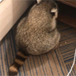 Sadshant Discord emoji