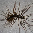 jojicentipede
