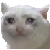 sadcat