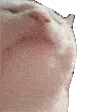 catJAM