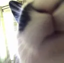 sniff