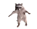 RacconTPose