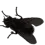 fly