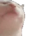 catjam