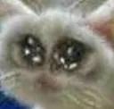 extra_sad_cat extra_sad_cat