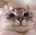 cat_smirk