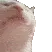 catjam catjam